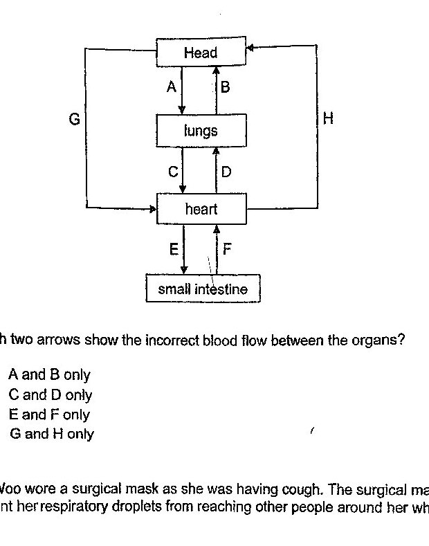 A flow diagram with four labelled boxes arranged vertically: 'Head' at the top, 'lungs' below it, 'heart' below the lungs, and 'small intestine' at the bottom. Between Head and lungs are two vertical arrows: A points downward from Head to lungs, and B points upward from lungs to Head. Between lungs and heart are two vertical arrows: C points downward from lungs to heart, and D points upward from heart to lungs. Between heart and small intestine are two vertical arrows: E points downward from heart to small intestine, and F points upward from small intestine to heart. There are also two outer loop pathways: G is a left-side path running from Head down and across into the heart with the arrow pointing into the heart; H is a right-side path running from the heart up and across into the Head with the arrow pointing into the Head.