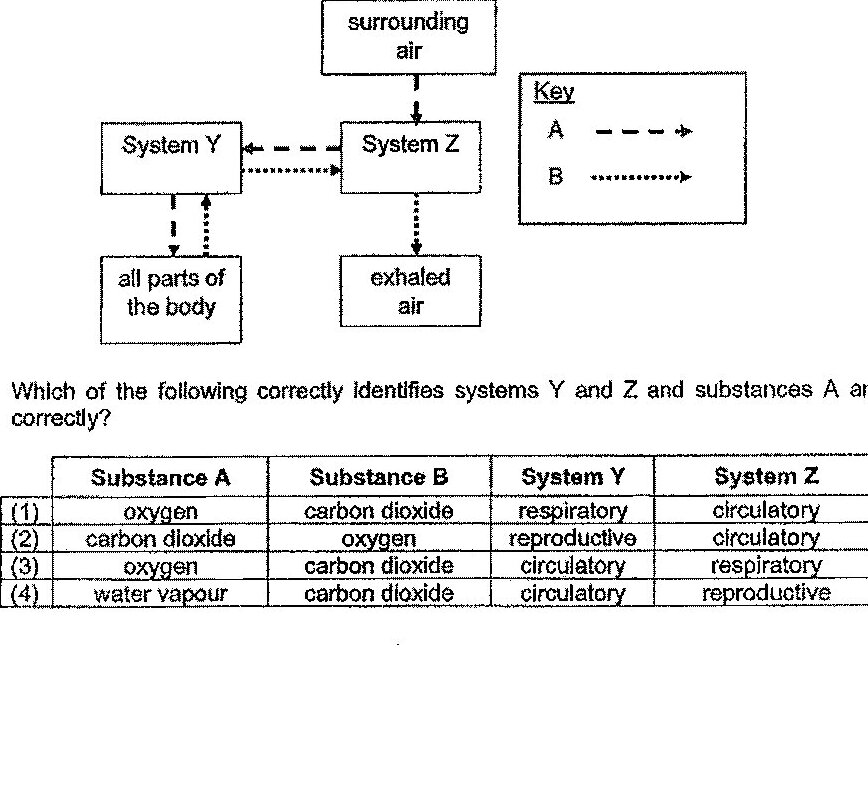 A flow diagram with four labeled boxes: 'surrounding air' at the top center, 'System Z' below it, 'System Y' to the left of System Z, 'all parts of the body' below System Y, and 'exhaled air' below System Z. There is a solid downward arrow from 'surrounding air' to 'System Z'. A dashed arrow labeled by key as substance A points from 'System Z' to 'System Y' (leftward). A dotted arrow labeled by key as substance B points from 'System Y' to 'System Z' (rightward). Between 'System Y' and 'all parts of the body', a dashed arrow points downward from System Y to all parts of the body, and a dotted arrow points upward from all parts of the body to System Y. From 'System Z' to 'exhaled air', a dotted arrow points downward. The key shows A represented by a dashed arrow and B represented by a dotted arrow.