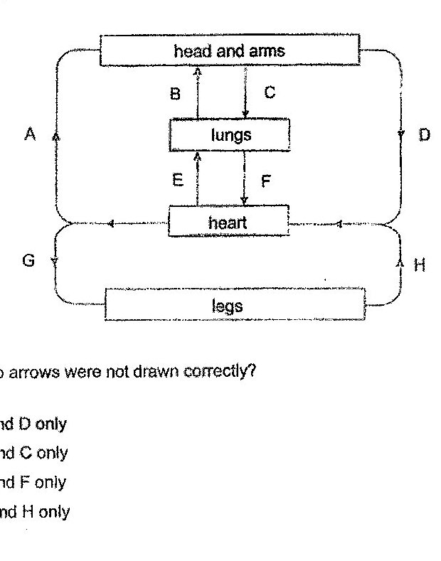A flow diagram with four labeled body parts: a top box labeled 'head and arms', a middle box labeled 'lungs', a lower middle box labeled 'heart', and a bottom box labeled 'legs'. Arrows labeled A to H show blood flow directions along connecting pathways. A is on the left outer pathway between the heart region and head/arms, pointing upward. D is on the right outer pathway between head/arms and heart region, pointing downward. G is on the left lower outer pathway between the heart region and legs, pointing downward. H is on the right lower outer pathway between legs and the heart region, pointing upward. Between head/arms and lungs are two vertical arrows: B on the left points upward from lungs toward head/arms, and C on the right points downward from head/arms toward lungs. Between lungs and heart are two vertical arrows: E on the left points upward from heart toward lungs, and F on the right points downward from lungs toward heart. There are also horizontal arrows near the heart showing flow from both left and right sides toward the heart.