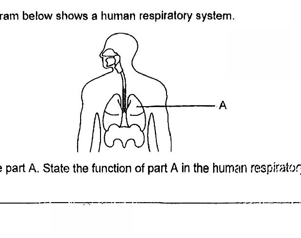 Diagram of human respiratory system showing a side profile of human torso with lungs visible. Part A is indicated by an arrow pointing to the trachea (windpipe).
