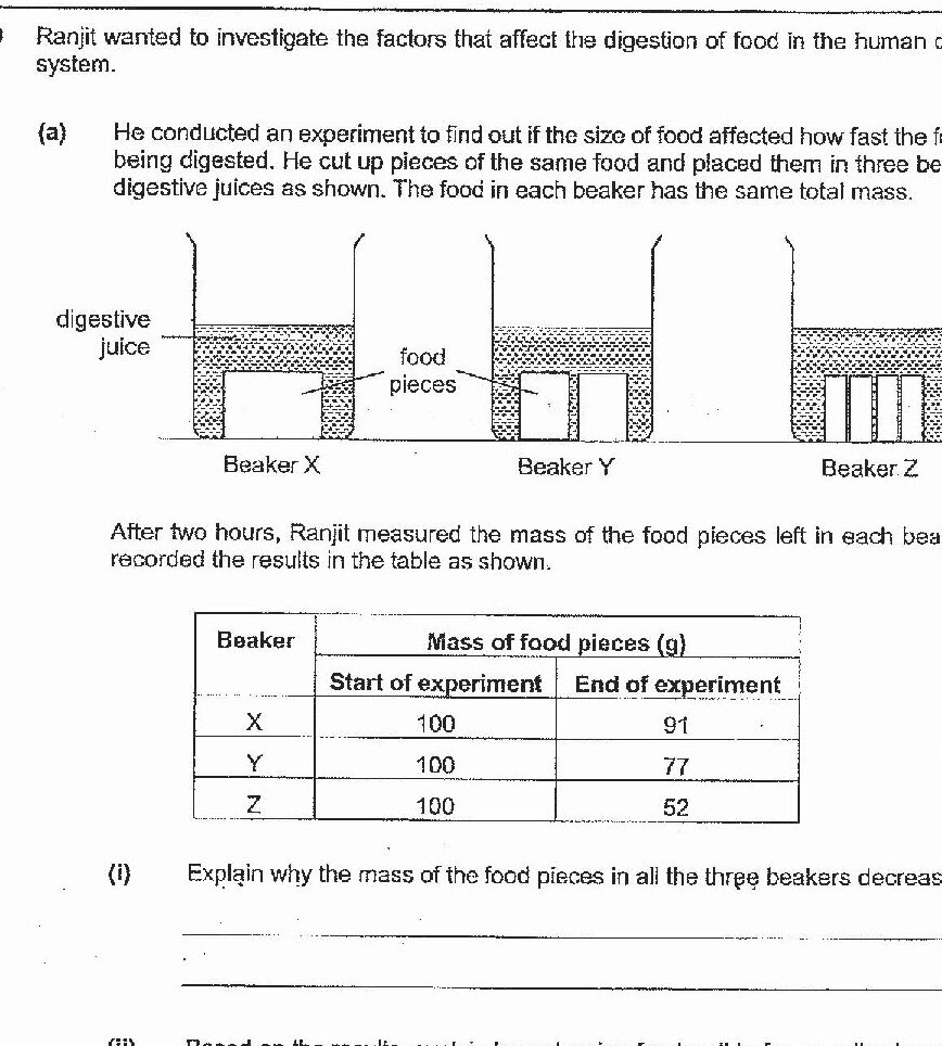 Three beakers (X, Y, Z) containing digestive juice and food pieces of different sizes. Beaker X contains one large piece of food, Beaker Y contains medium-sized pieces, and Beaker Z contains many small pieces. All beakers start with 100g of food and show different final masses (91g, 77g, and 52g respectively after two hours).
