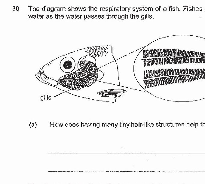 Diagram showing the respiratory system of a fish with gills. The main fish illustration shows the gill structure, and a magnified view of the gill shows many tiny hair-like structures covered in large number of blood vessels.