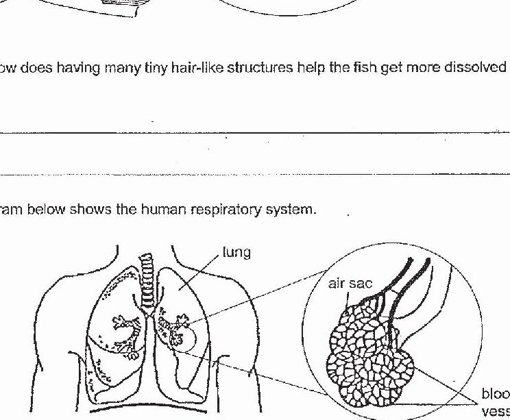Diagram showing the human respiratory system with lungs and a magnified view of an air sac. The magnified section shows air sacs surrounded by blood vessels in a network pattern.