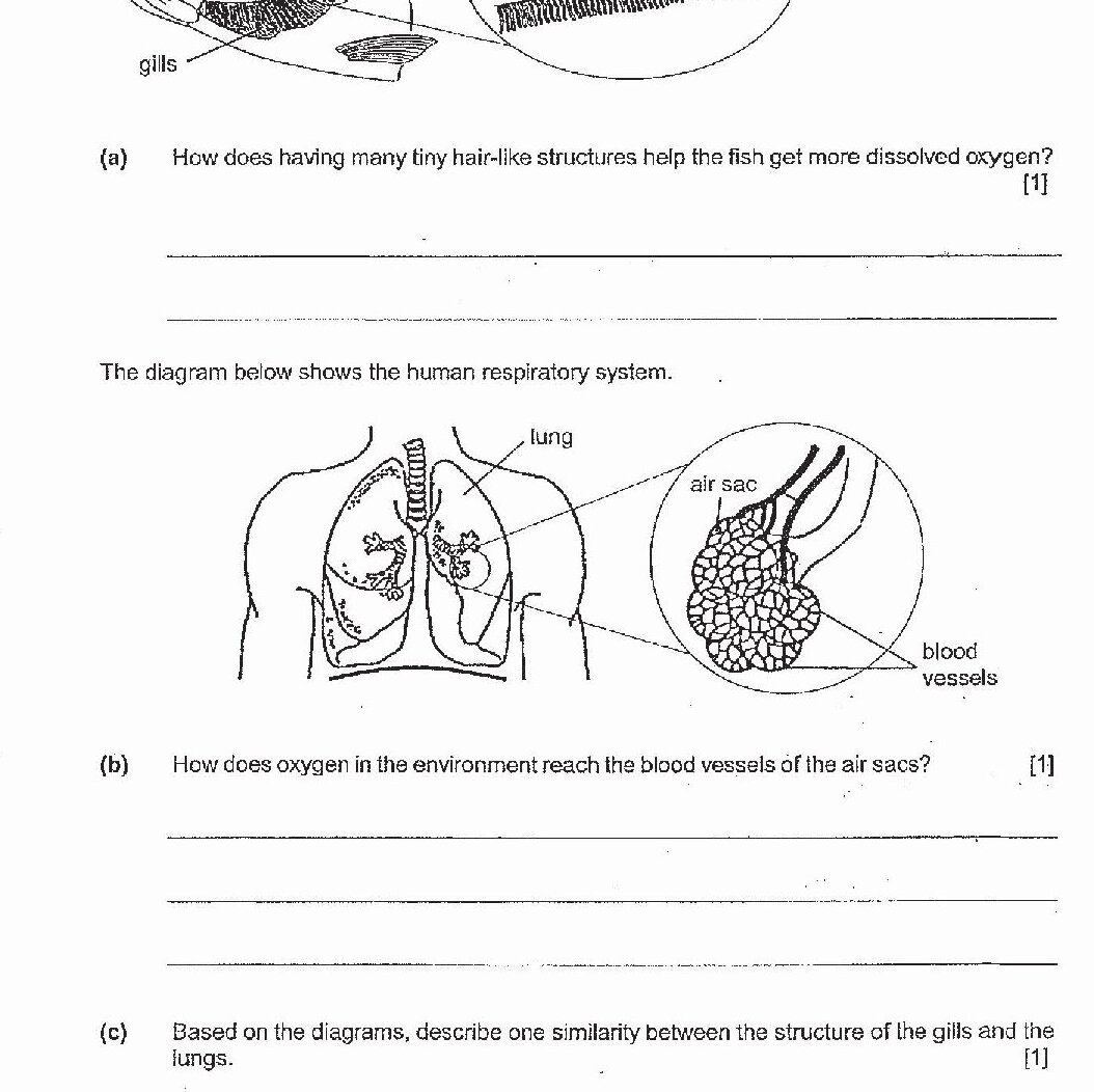 Comparison between fish gill structure (with hair-like structures and blood vessels) and human lung air sacs (with blood vessels), shown in the diagrams above.