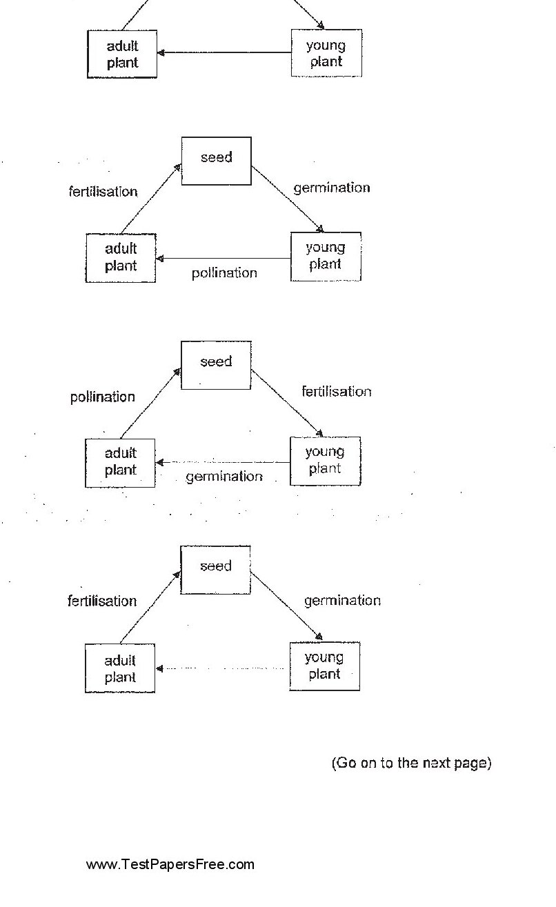 Four diagrams labeled (1) through (4), each showing the life cycle of a flowering plant with stages: seed, young plant, and adult plant, connected by arrows labeled with biological processes. Diagram (1): seed → (fertilisation) → young plant → (pollination) → adult plant, with a return arrow from adult plant to seed labeled 'pollination'. Diagram (2): seed → (germination) → young plant → (pollination) → adult plant, with a return arrow from adult plant to seed labeled 'fertilisation'. Diagram (3): seed → (fertilisation) → young plant → (germination) → adult plant, with a return arrow from adult plant to seed labeled 'pollination'. Diagram (4): seed → (germination) → young plant (no arrow shown between young plant and adult plant), with a return arrow from adult plant to seed labeled 'fertilisation'.