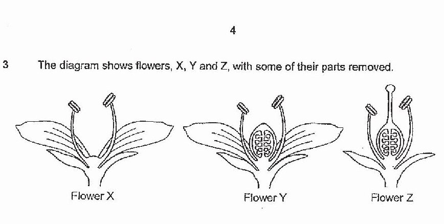 Three flower diagrams labeled X, Y, and Z showing different structures with some parts removed. Flower X shows two stamens and petals. Flower Y shows two stamens, petals, and what appears to be an ovary with internal structures visible. Flower Z shows two stamens, petals, and a prominent ovary structure with a style extending upward.