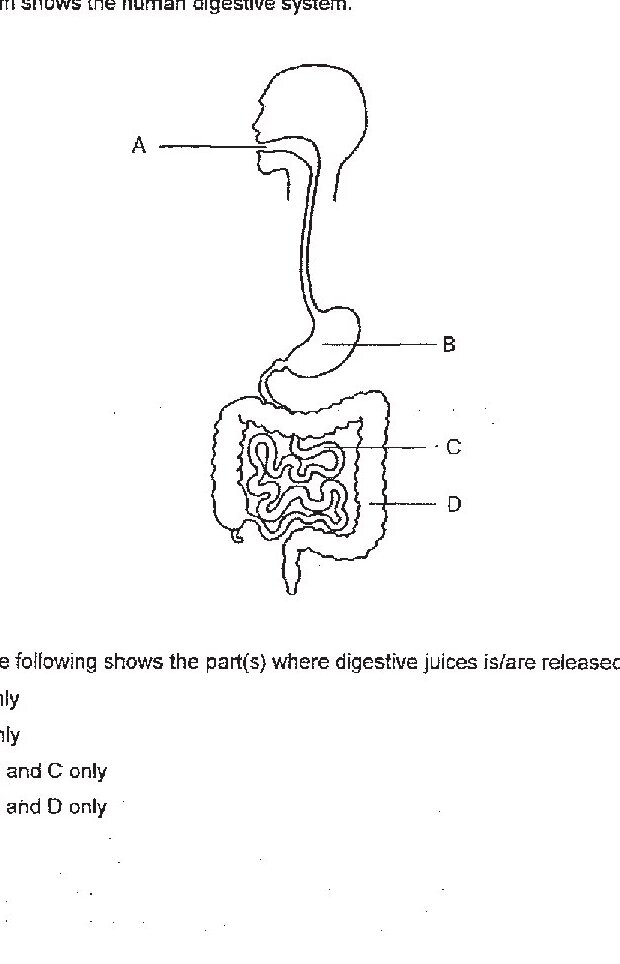 Diagram of the human digestive system showing: A - pointing to the mouth/salivary gland area; B - pointing to the stomach; C - pointing to the small intestine (with convoluted folds shown); D - pointing to part of the small intestine. The diagram shows a vertical cross-section view with the head, esophagus, stomach, and intestines labeled.