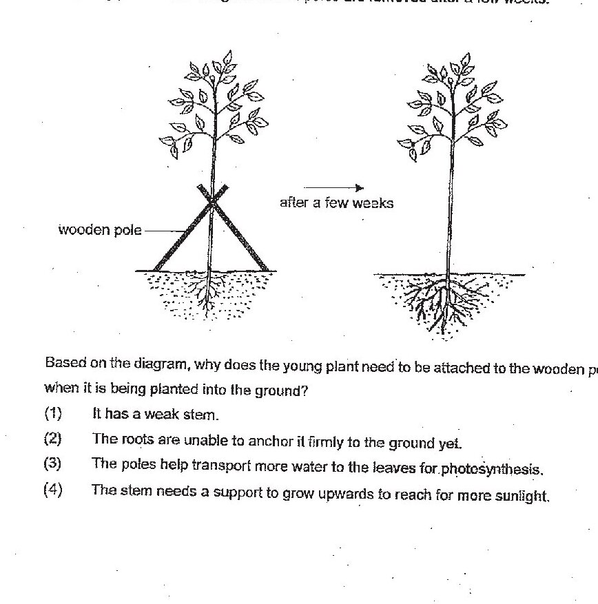 Two side-by-side diagrams showing a young plant with leaves. Left diagram: plant with three wooden poles attached in a tripod formation around the stem, with roots shown below ground. Right diagram: same plant after a few weeks with poles removed, showing the stem now standing upright independently with developed root system below ground. Arrow indicates 'after a few weeks' transition between the two states.