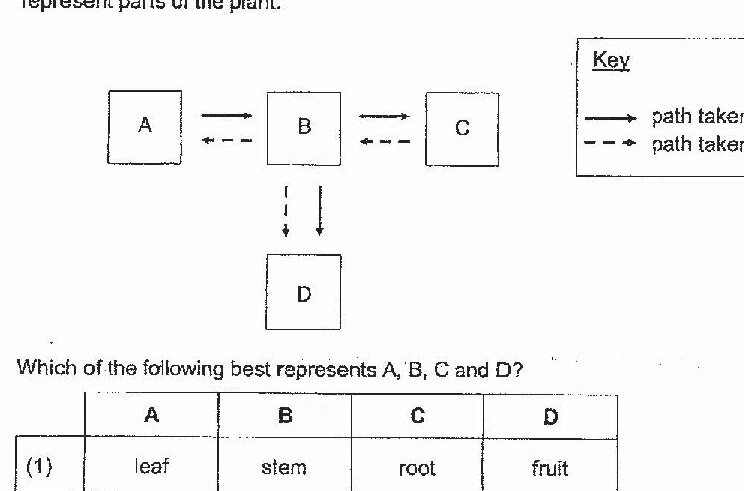 A flow diagram showing the paths of food and water in a plant. Three boxes labeled A, B, and C are connected in sequence. Solid arrows (→) represent the path taken by food, connecting A to B and B to C. Dashed arrows (←-) represent the path taken by water, connecting B to A and C to B. Below box B, two downward dashed arrows (↓) point to box D. A key indicates: solid arrow = path taken by food, dashed arrow = path taken by water.