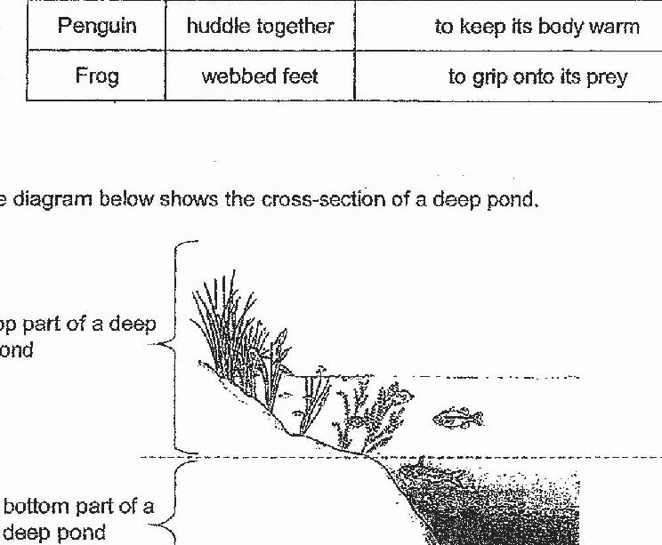 Cross-section diagram of a deep pond showing top part with aquatic plants, aquatic animals, and bottom part with sediment. Dashed line separates top and bottom sections.