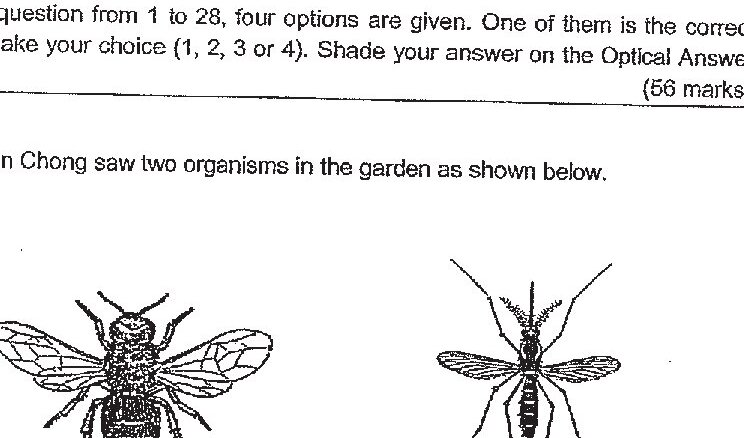 Two insects are shown side by side. On the left is a bee-like insect with visible wings, six legs, and a hairy/fuzzy body. On the right is a mosquito-like insect with long legs, wings, and a slender body with long antennae.