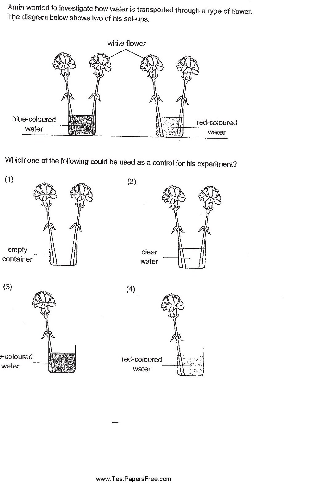 The main diagram shows two white flowers in containers. The left setup has two flowers with stems in blue-coloured water in a container. The right setup has two flowers with stems in red-coloured water in separate containers. Below are four control options: (1) two flowers in an empty container, (2) two flowers in clear water, (3) one flower in blue-coloured water, and (4) one flower in red-coloured water.
