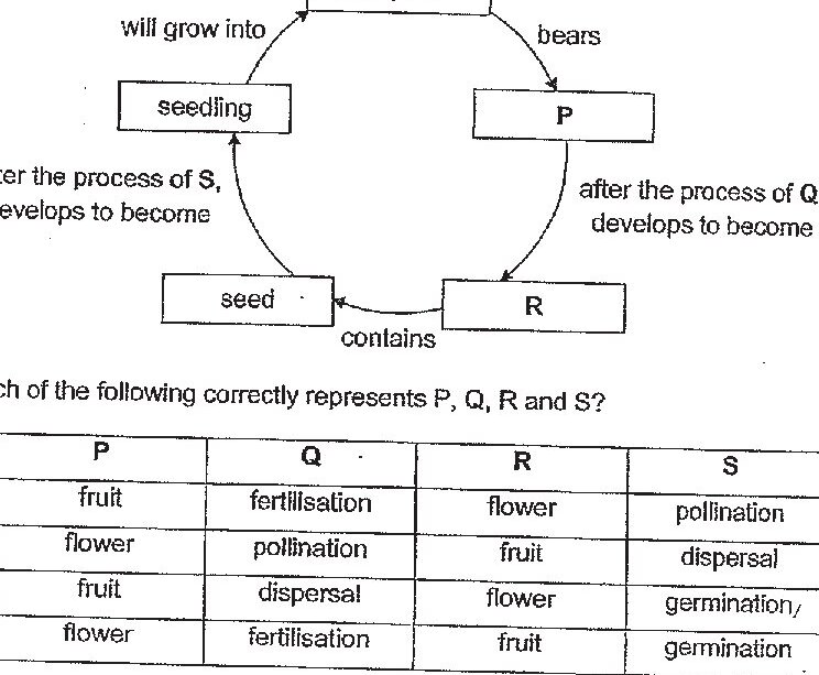 A cycle diagram showing the development of plant Y. Starting with 'adult plant Y' at the top, it shows: adult plant Y bears P (arrow labeled 'after the process of Q, develops to become') leading to R (arrow labeled 'contains') leading to seed (arrow labeled 'after the process of S, develops to become') leading back to seedling (arrow labeled 'will grow into') back to adult plant Y.
