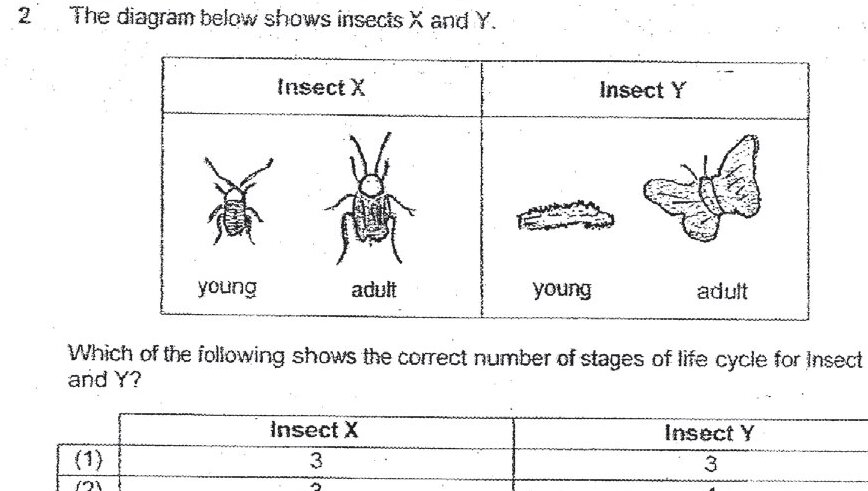 A diagram showing two insects - Insect X (shown as young and adult forms, appears to be a beetle or similar insect) and Insect Y (shown as young form appearing as a caterpillar-like larva and adult form as a butterfly/moth). The young and adult forms are illustrated for comparison.