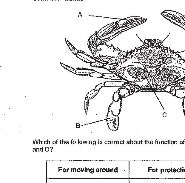 A detailed diagram of a crab (animal X) with a hard outer covering living in seashore habitat. Parts are labelled A, B, C, and D. A points to the crab's claws/pincers. B points to the walking legs. C points to the central body/carapace. D points to the smaller appendages/legs.