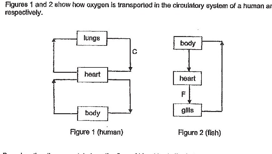 Figure 1 shows human circulatory system with lungs, heart, and body connected in a circuit. Figure 2 shows fish circulatory system with body, heart, and gills connected in a circuit. The diagrams show directional arrows indicating blood flow between organs.