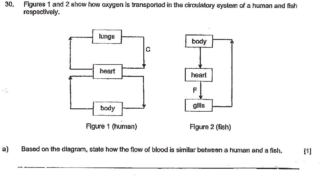 C is marked on the human diagram between lungs and heart. F is marked on the fish diagram between gills and heart.
