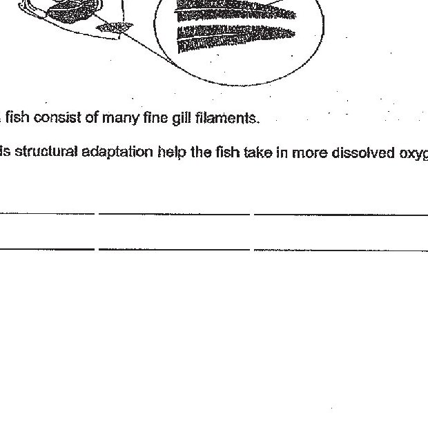A fish head diagram showing the location of gills, with a magnified circular inset showing gill filaments arranged in fine parallel structures.