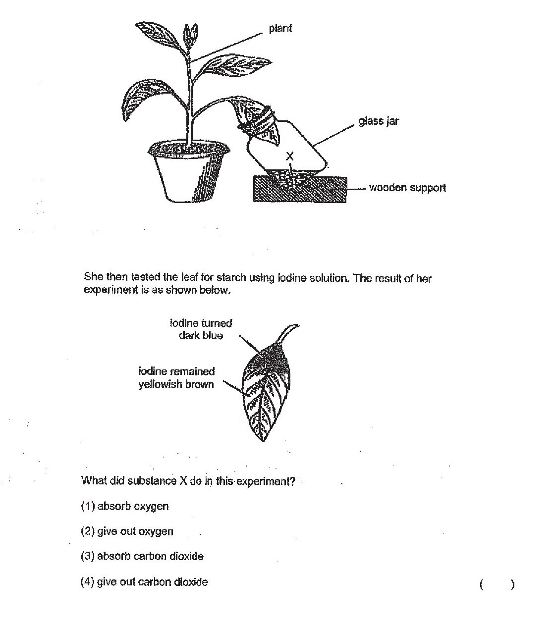 First diagram shows a potted plant in a glass jar with substance X, supported on a wooden support. The jar is positioned next to the plant pot. Second diagram shows a tested leaf after iodine solution application, with two regions: the upper portion turned dark blue (indicating starch presence) and the lower portion remained yellowish brown (indicating no starch), showing a clear division line between the two areas.