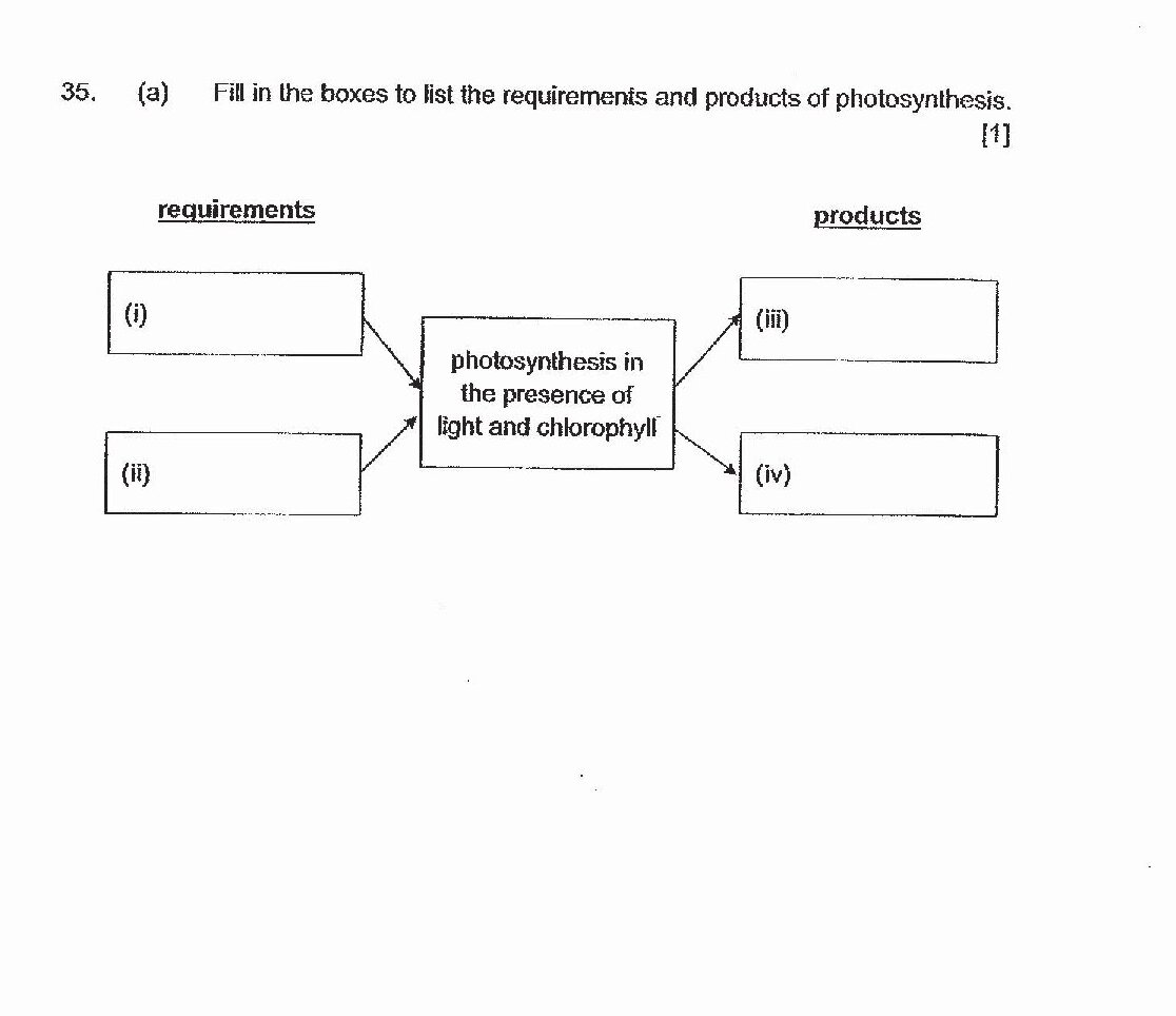 A diagram showing photosynthesis process with two columns: 'requirements' (left) and 'products' (right). The center box states 'photosynthesis in the presence of light and chlorophyll'. On the left are two empty boxes labeled (i) and (ii) for requirements. On the right are two empty boxes labeled (iii) and (iv) for products. Arrows connect the requirements and products to the central process box.