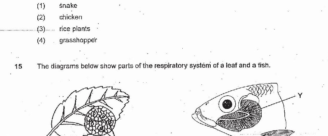 Two diagrams showing respiratory structures. Left diagram: A leaf showing the underside with stomata (labeled as X - underside of leaf). Right diagram: A fish head showing gill structures, with part Y labeled pointing to the gill filaments.