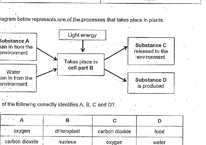A flow diagram showing the process of photosynthesis. Substance A (taken in from the environment) and Water (taken in from the environment) are inputs to 'Takes place in cell part B' along with Light energy. The outputs are Substance C (released to the environment) and Substance D (is produced).
