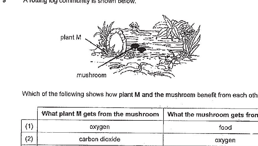 A sketch of a rotting log showing plant M (with leaves and roots) growing on or around the log, and a mushroom growing on the log. The diagram illustrates a log community ecosystem.