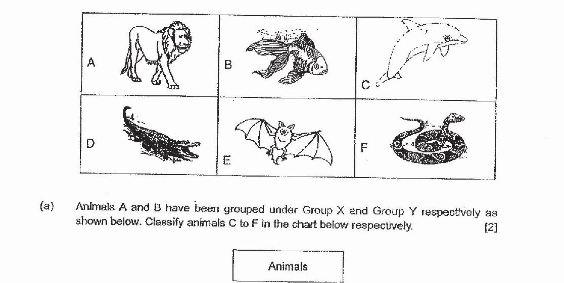 Six animals shown in a grid: A - a lion, B - a platypus, C - a dolphin, D - a crocodile, E - a bat, F - a snake. Below is a classification chart with 'Animals' at the top, branching into 'Group X' (containing A and blank lines for classification) and 'Group Y' (containing B and blank lines for classification).
