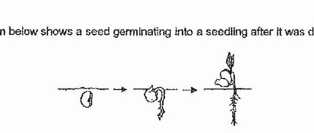 A sequence diagram showing seed germination into a seedling after dispersal, with three stages: a seed, a seed beginning to sprout with root emergence, and a seedling with root and shoot development
