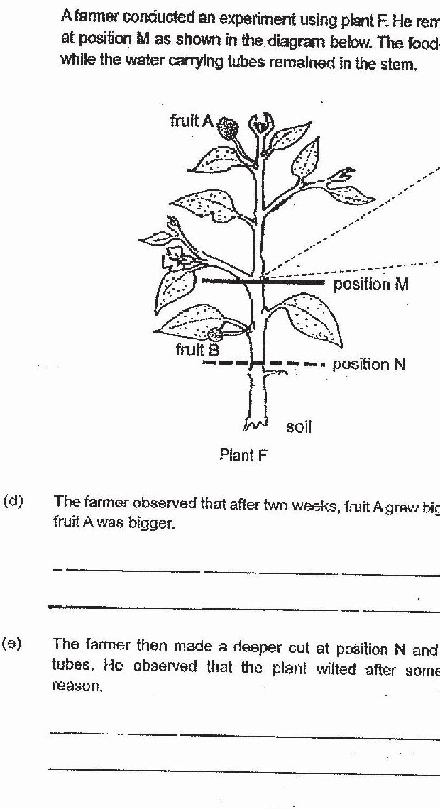 Same plant F diagram as in question 4(d), with position N marked below position M on the stem.
