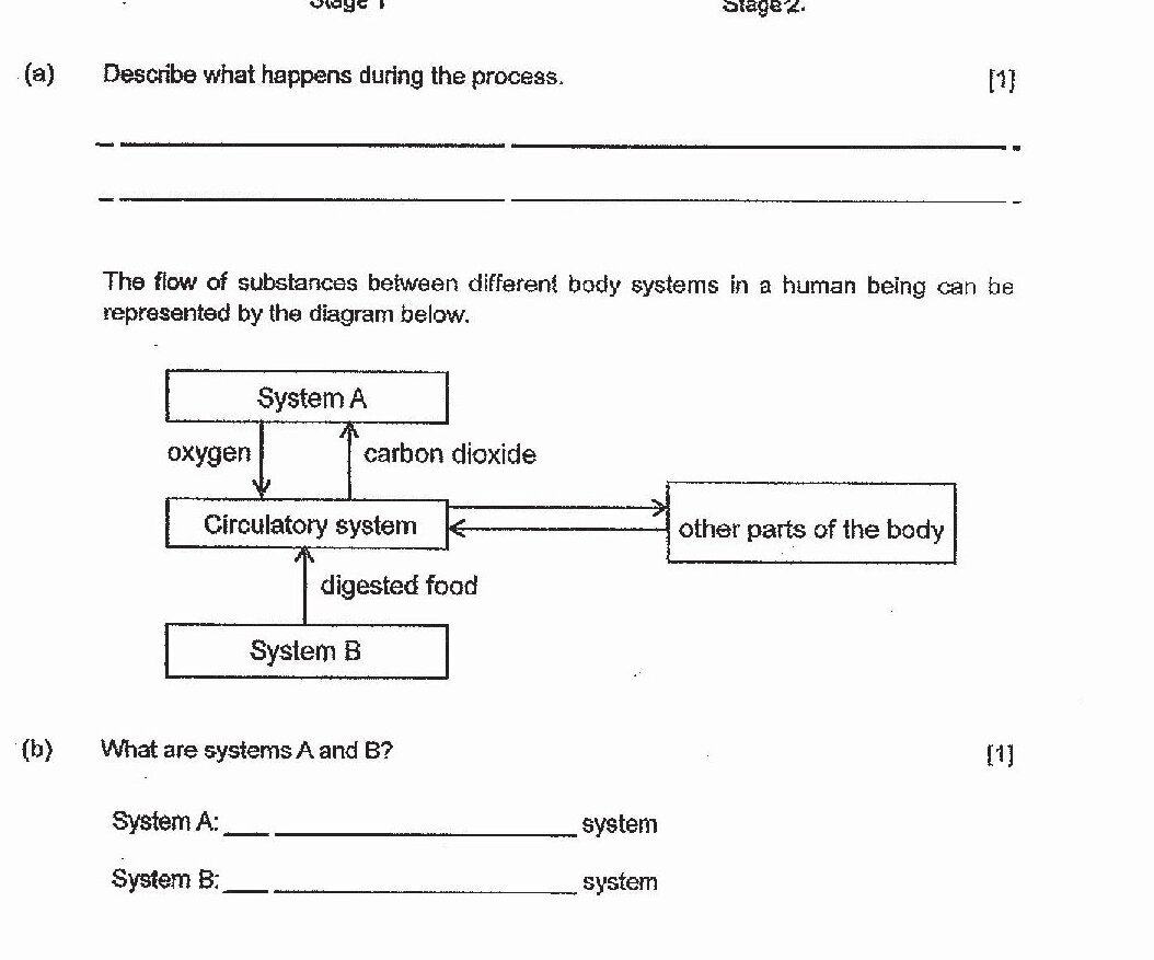 A flow diagram showing interactions between body systems in a human being. System A exchanges oxygen and carbon dioxide with the circulatory system. The circulatory system receives digested food from System B and exchanges nutrients and other substances with other parts of the body.