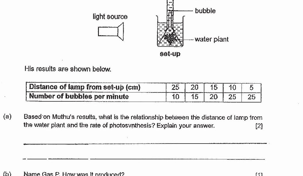 Experimental set-up showing a light source positioned at various distances from a container with a water plant submerged in water. Gas P is collected in a tube labeled 'Gas P' at the top. Bubbles are produced by the plant during photosynthesis. A data table shows: Distance of lamp from set-up (cm): 25, 20, 15, 10, 5 and corresponding Number of bubbles per minute: 10, 15, 20, 25, 25.