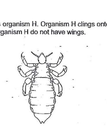 Diagram of organism H (head louse) showing dorsal view with six legs, antennae, and segmented body. No wings are visible.