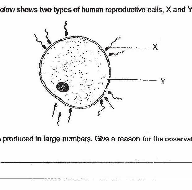 Diagram showing two types of human reproductive cells, X and Y. Cell X is shown with multiple tail-like flagella protruding from its surface and appears smaller. Cell Y is shown as a larger rounded cell with a dark nucleus and is labeled with X and Y pointers.