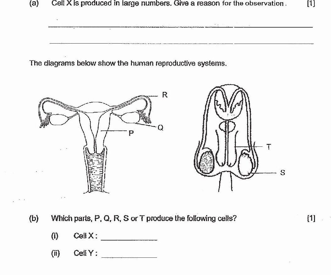 Two diagrams of human reproductive systems. Left diagram shows female reproductive system with parts labeled P, Q, R, and S. Right diagram shows male reproductive system with parts labeled T and S.