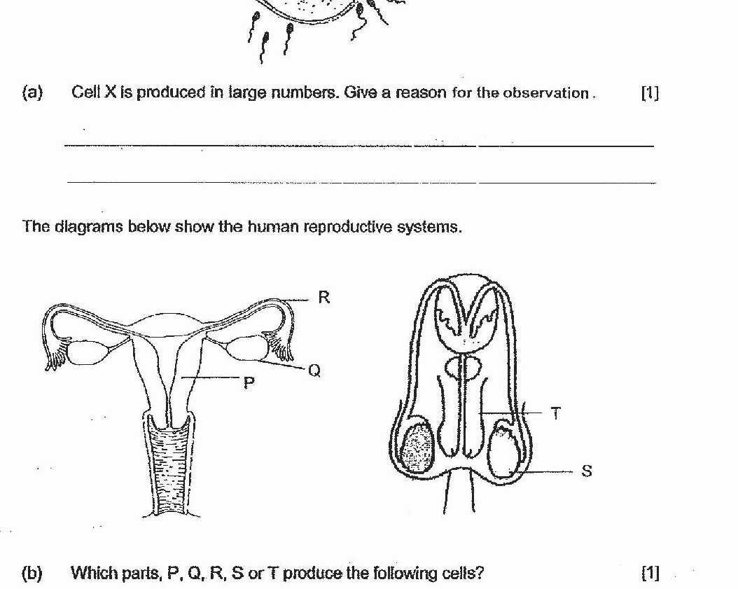 Two diagrams of human reproductive systems. Left diagram shows female reproductive system with parts labeled P, Q, R, and S. Right diagram shows male reproductive system with parts labeled T and S.