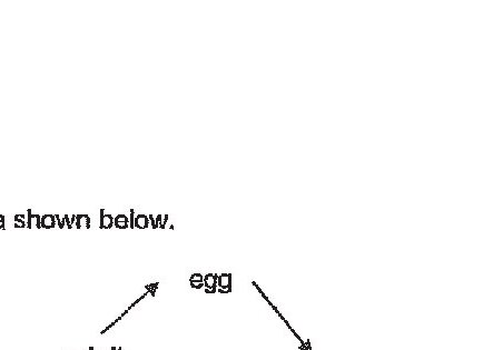 A life cycle diagram showing three stages connected by arrows: egg → nymph → adult, forming a circular cycle with the adult arrow pointing back to egg.
