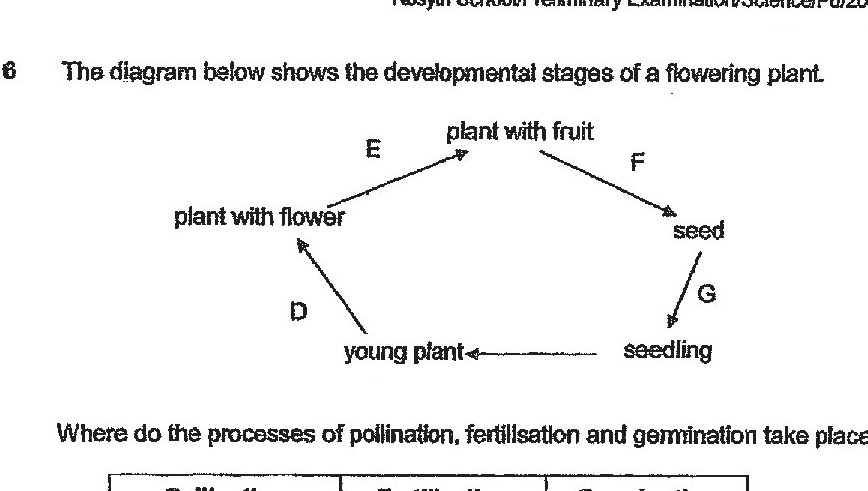 A developmental cycle diagram showing the stages of a flowering plant with labeled stages: D (young plant), E (plant with flower), plant with fruit, F (seed), G (seedling). Arrows connect these stages showing the progression: young plant → plant with flower → plant with fruit, and separately, seed → seedling → young plant.