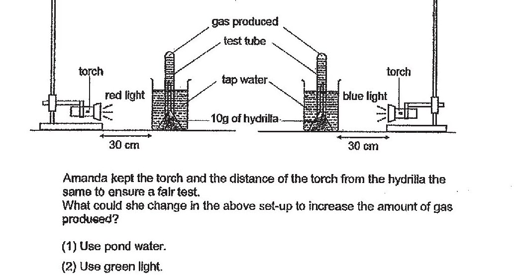 Experimental setup showing two identical beakers containing 10g of hydrilla and tap water. Each beaker is placed 30cm away from a torch. The left setup has a red light torch, the right setup has a blue light torch. Both beakers have test tubes collecting gas produced. The diagram illustrates a fair test of photosynthesis with controlled variables (distance and torch position).