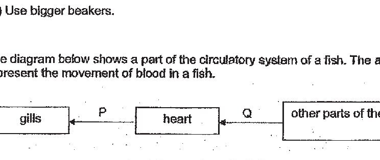 A diagram showing the circulatory system of a fish with three main components connected by arrows: gills, heart, and other parts of the body. Arrow P flows from gills to heart, arrow Q flows from heart to other parts of the body.