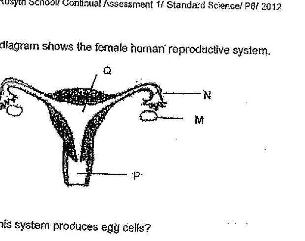 Diagram of the female human reproductive system showing a front view. The uterus is at the top (labeled Q), with two fallopian tubes extending to the sides. The ovaries are on either side (labeled M and N). The vagina is shown at the bottom (labeled P). The diagram uses shading to show the internal structures.