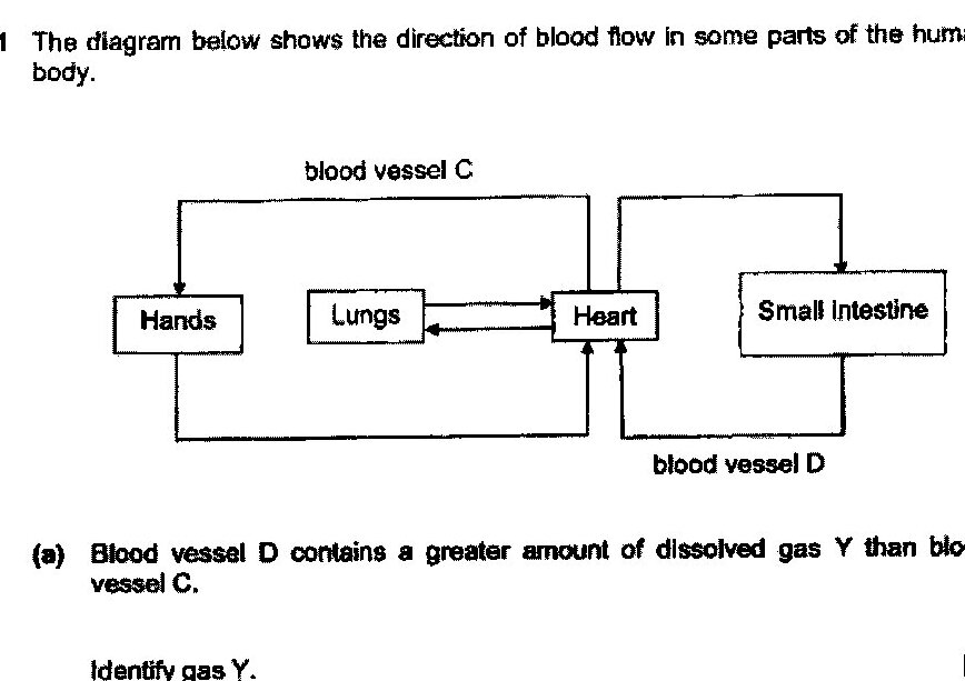 A diagram showing the direction of blood flow in parts of the human body. It shows: Blood vessel C flowing from the top into Hands and Lungs. The Heart is connected to both Lungs and Small Intestine. Blood vessel D flows from the Heart to the Small Intestine and returns from the Hands back to the Heart. Arrows indicate the direction of blood flow throughout the system.