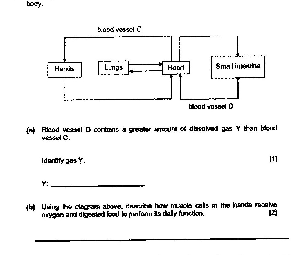 A diagram showing the direction of blood flow in parts of the human body. It shows: Blood vessel C flowing from the top into Hands and Lungs. The Heart is connected to both Lungs and Small Intestine. Blood vessel D flows from the Heart to the Small Intestine and returns from the Hands back to the Heart. Arrows indicate the direction of blood flow throughout the system.