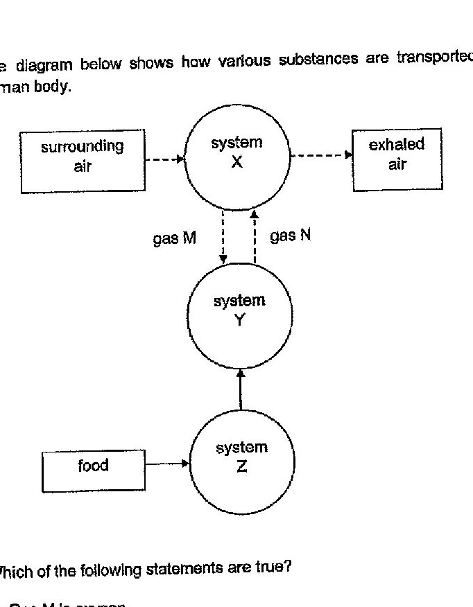 A flow diagram showing transport of substances in the human body. System X (circle) exchanges with surrounding air and exhaled air (connected by dashed lines). Gas M flows downward from System X to System Y (circle), and gas N flows upward from System Y back to System X. System Y connects to System Z (circle) below it. Food enters System Z from the left. The diagram illustrates the relationship between the respiratory system (X), circulatory system (Y), and digestive system (Z).