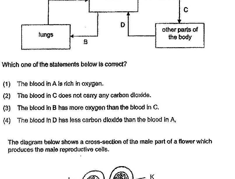 A circulatory system diagram showing the heart connected to lungs and other parts of the body. Vessel A carries blood from lungs to heart. Vessel B carries blood from heart to lungs. Vessel C carries blood from heart to other parts of the body. Vessel D is internal to the heart.