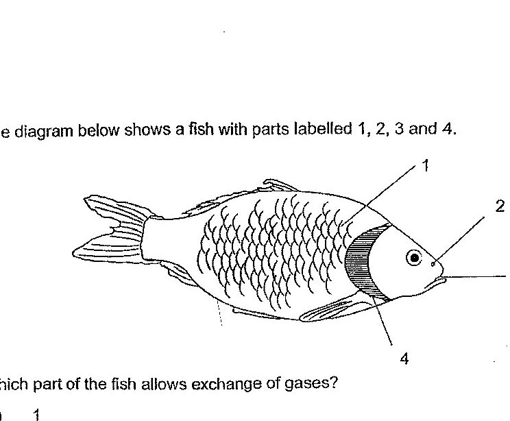 A diagram of a fish with parts labelled 1, 2, 3, and 4. Part 1 appears to be the dorsal fin (top fin), part 2 appears to be the gill cover/operculum, part 3 appears to be the eye, and part 4 appears to be the gill area or lower body region.