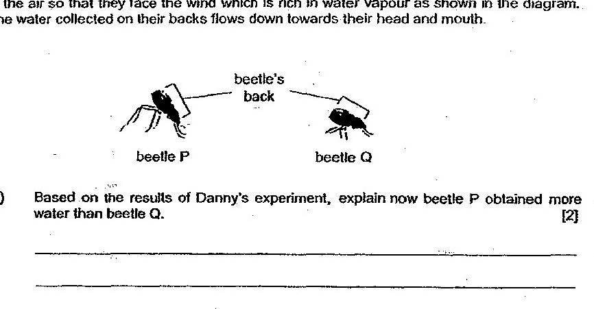 The page shows Danny's experiment setup with three identical glass pieces (L, M, N) tilted at different angles. Glass L is tilted at angle a (steeper), glass M is tilted at angle b (less steep), and glass N is not tilted (horizontal). Below this is a diagram showing the experimental setup with a tilted glass piece, an empty container below it, a container of hot water, and a fan blowing air. At the bottom, there is a diagram of two beetles (P and Q) with their backs facing upward into moist air, with water flowing down their backs toward their heads and mouths.