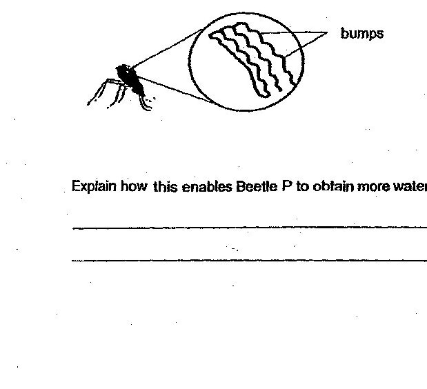 A diagram showing Beetle P (a beetle) with a magnified circular inset showing the bumps on its back. The bumps are depicted as wavy/rippled patterns on the beetle's surface.