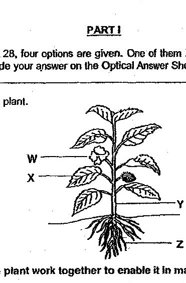 A plant diagram showing four labeled parts: W (flower at top), X (leaves on stem), Y (stem), and Z (roots at bottom). The plant shows a complete structure with flowers, leaves arranged along the stem, and a root system beneath.