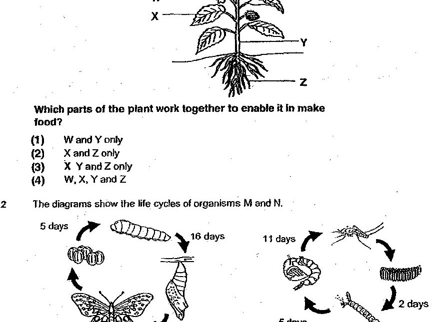 Two life cycle diagrams shown side by side. Organism M (left): Shows a complete metamorphosis cycle with eggs → larva (5 days) → pupa (5 days) → adult butterfly (5 days). Organism N (right): Shows a complete metamorphosis cycle with eggs → nymph (11 days) → adult mosquito (5 days) → larvae in water (2 days), with durations marked for each stage.